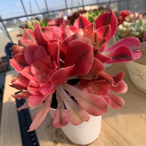 Amazon.co.jp: 農園直売 多肉植物 寄せ植え アエオニウム ピンク